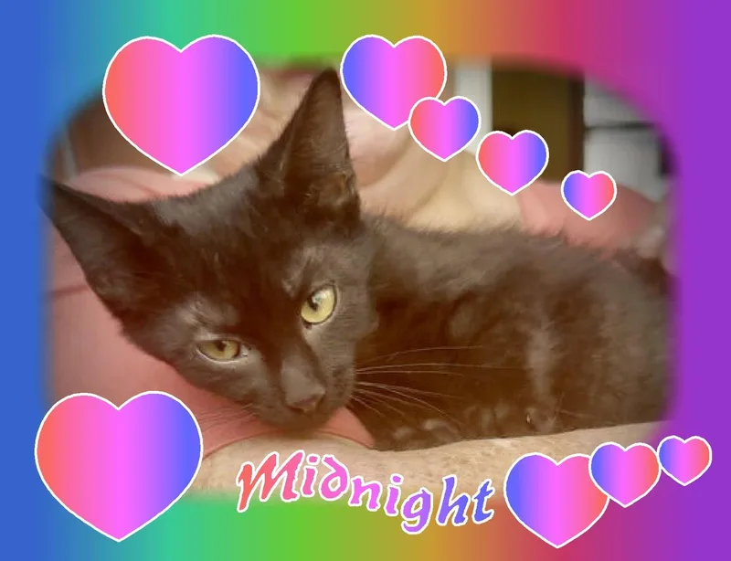 A baby medium-sized male Domestic Short Hair cat named Midnight for adoption in Piedmont, MO