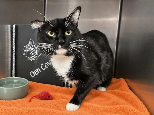 An adult large-sized male Domestic Short Hair cat named Onyx Blaze for adoption in New York, NY
