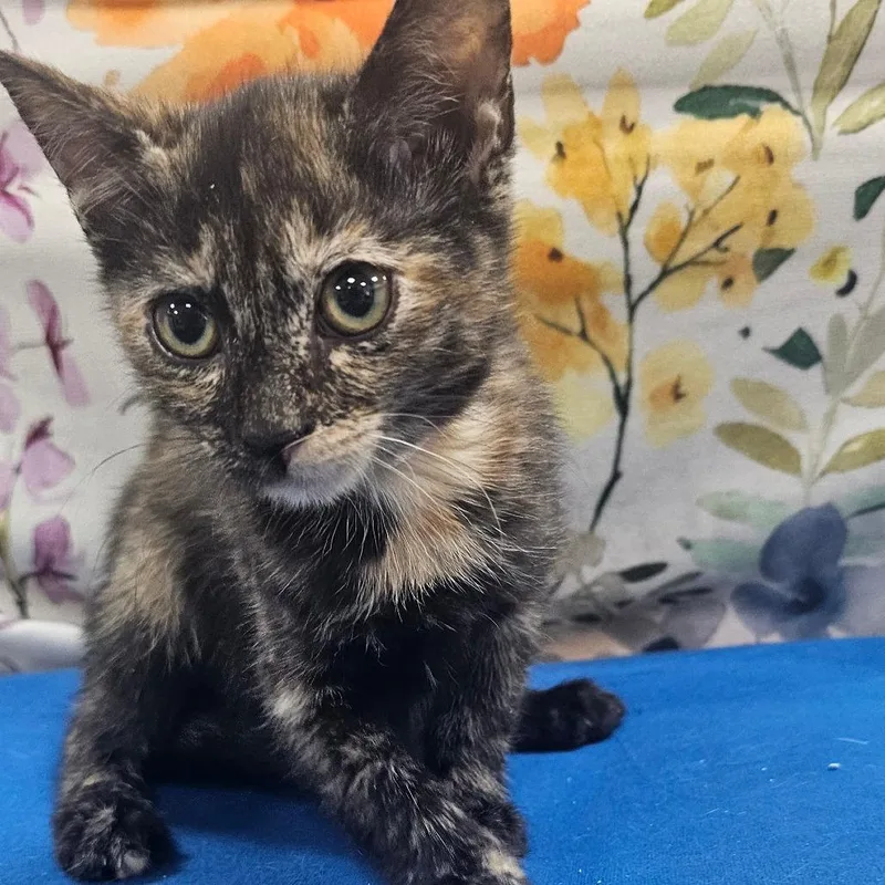 A baby small-sized female Domestic Short Hair cat named Star Crunch for adoption in Donalsonville, GA