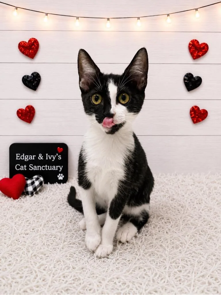 A baby small-sized female Domestic Short Hair cat named Sol for adoption in Corpus Christi, TX
