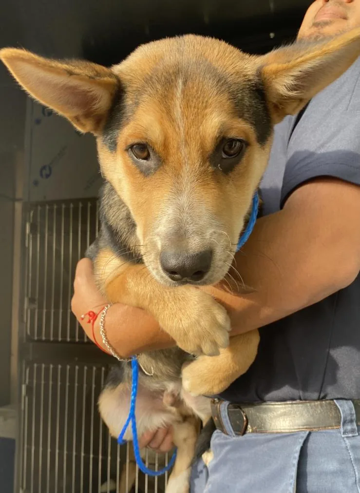A baby medium-sized male Mixed Breed dog named Lucky for adoption in Dallas, TX