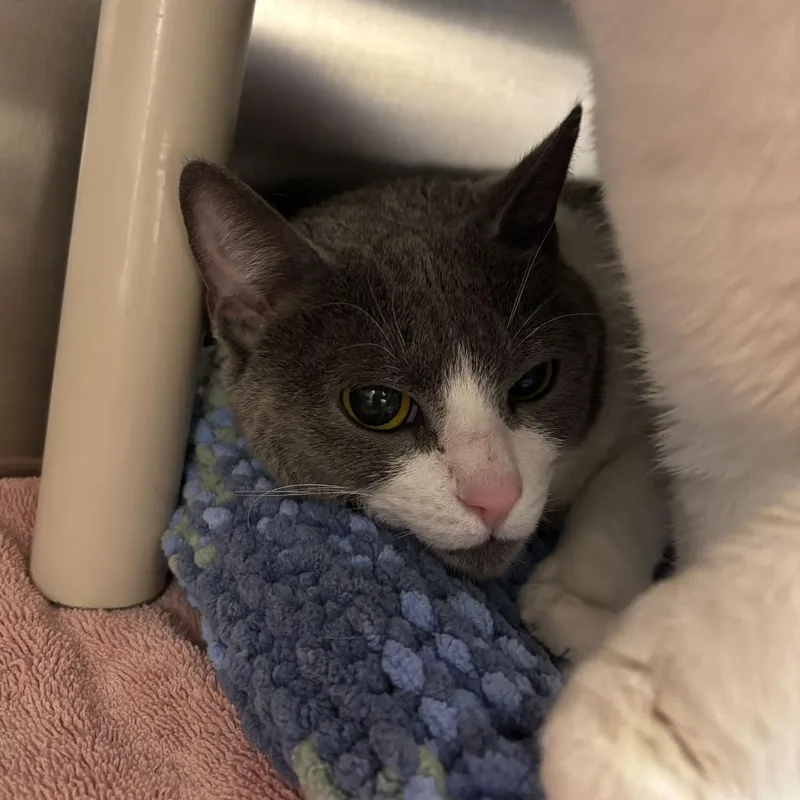 A young large-sized female Gray / Blue / Silver Domestic Short Hair cat named Over Easy for adoption in Newark, DE