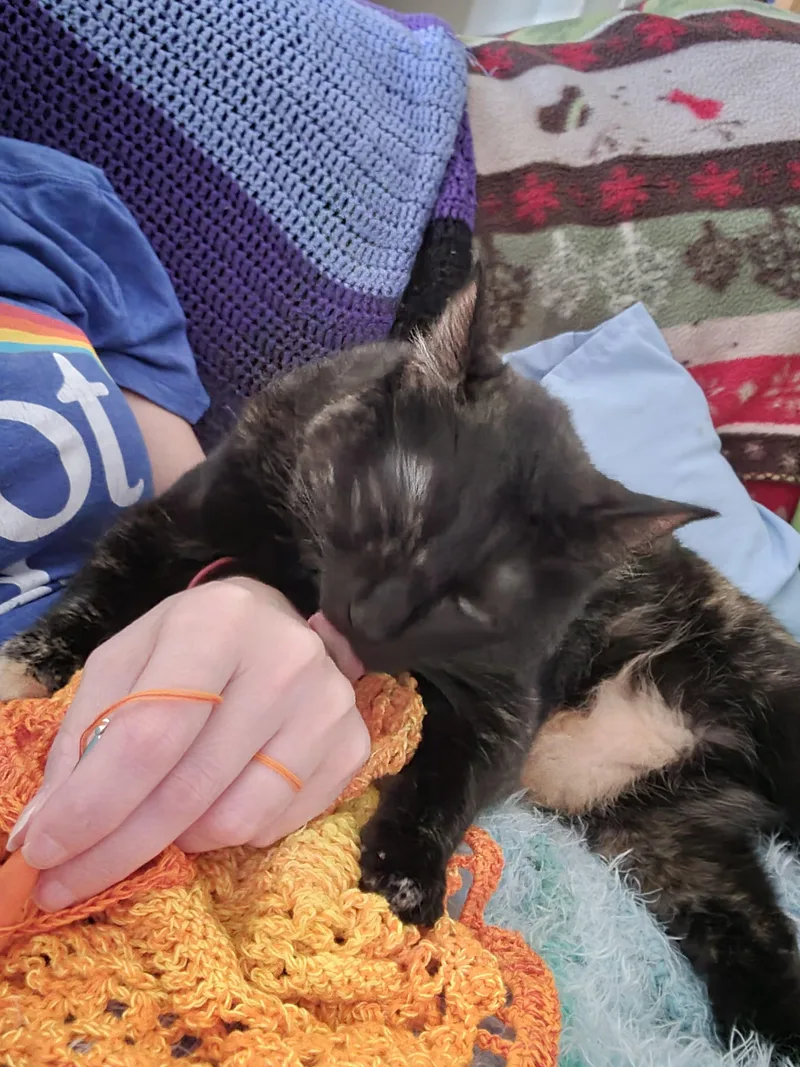 Spigot  Watkinsville  thumbnail 3