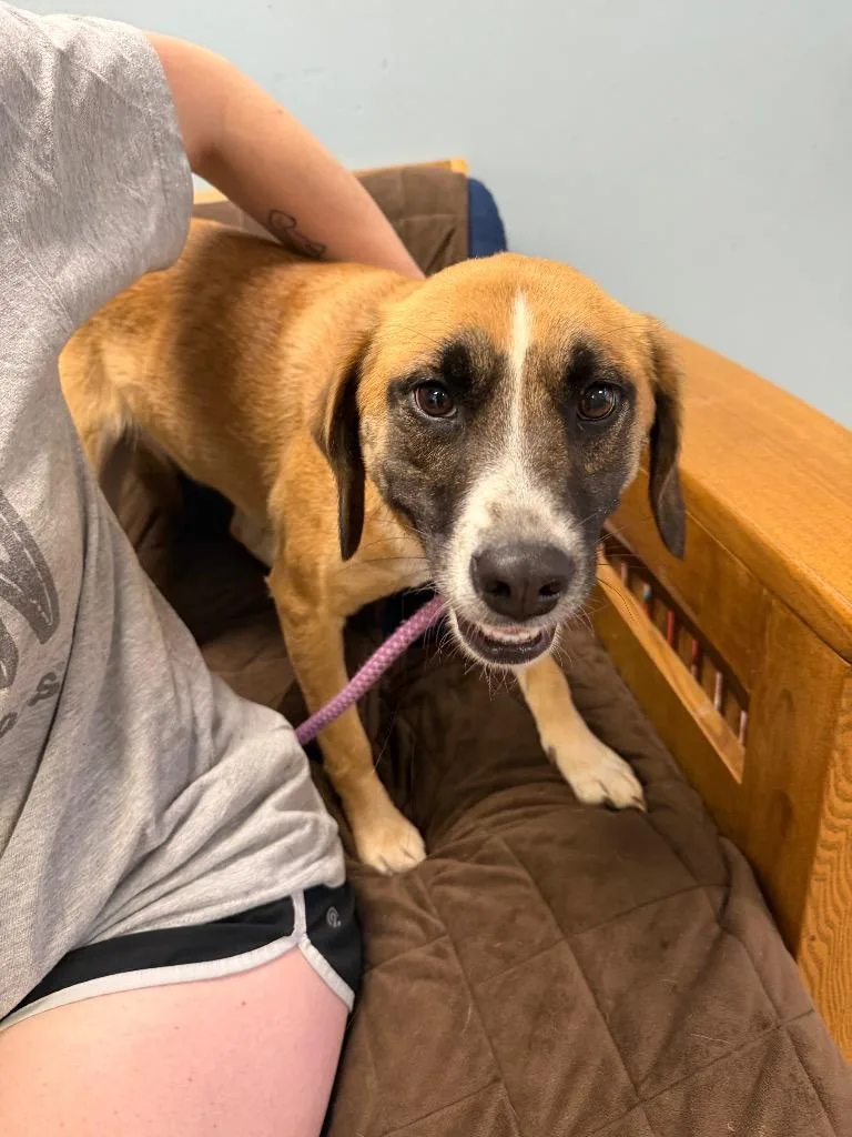 A baby medium-sized female Mixed Breed dog named Rhonda for adoption in Marion, OH