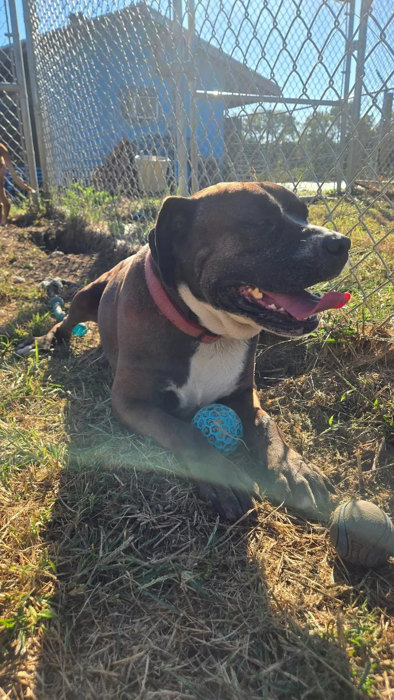 A senior large-sized female Mixed Breed dog named Zila for adoption in Windsor, MO