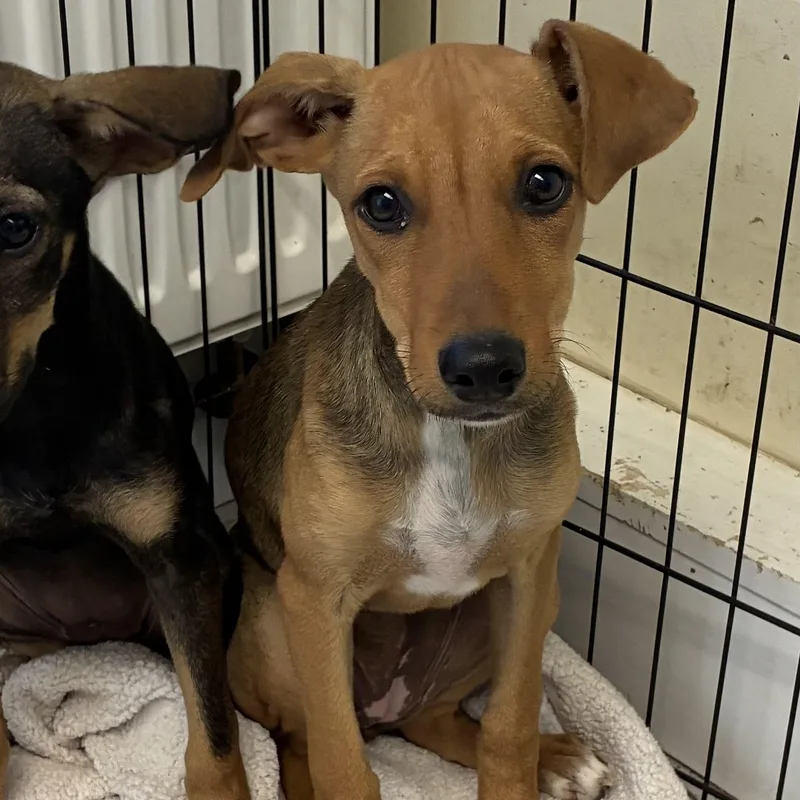 A baby medium-sized female Doberman Pinscher dog named Molly for adoption in Danville, VT