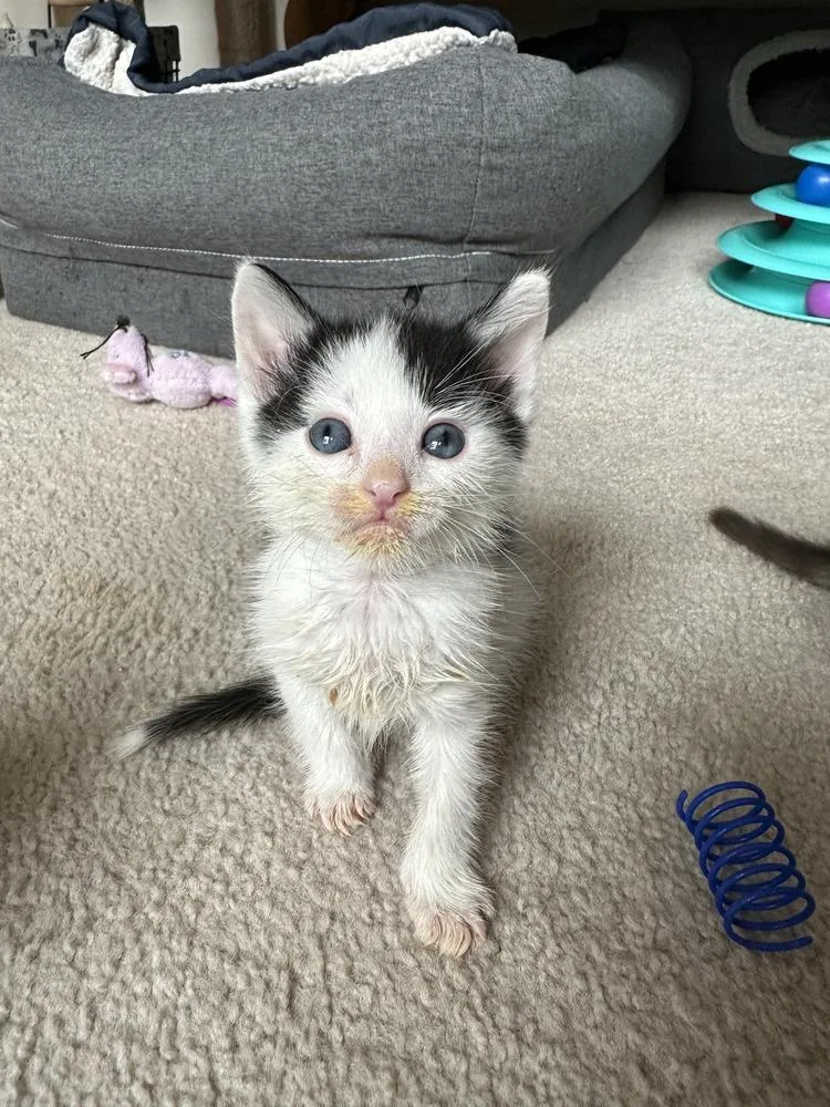 An adult small-sized male Domestic Short Hair cat named Flagg for adoption in Poplar Grove, IL