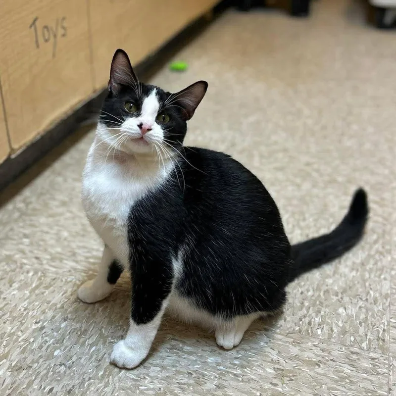 A baby medium-sized male Black & White / Tuxedo Tuxedo cat named Scoops for adoption in Warr Acres, OK