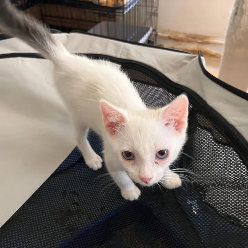 A baby medium-sized male Buff & White Snowshoe cat named Bingo for adoption in Landenberg, PA