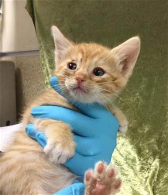 A baby small-sized female Domestic Short Hair cat named Marge for adoption in Riverside, CA