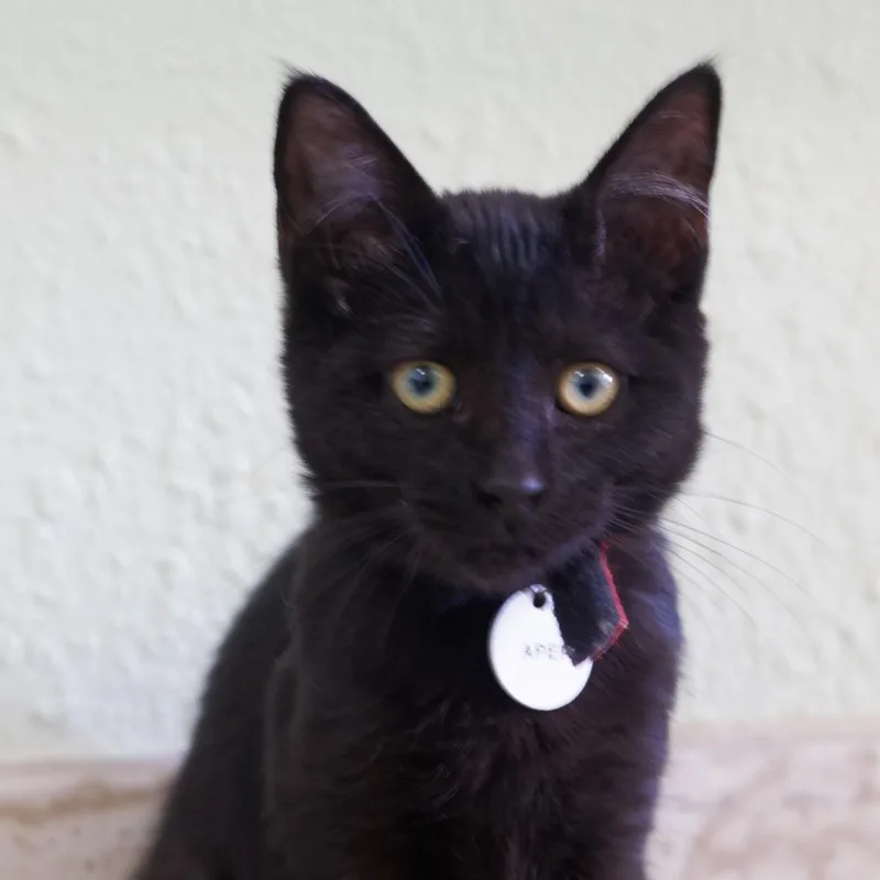 A baby medium-sized female Domestic Short Hair cat named Apep for adoption in Hot Springs, AR
