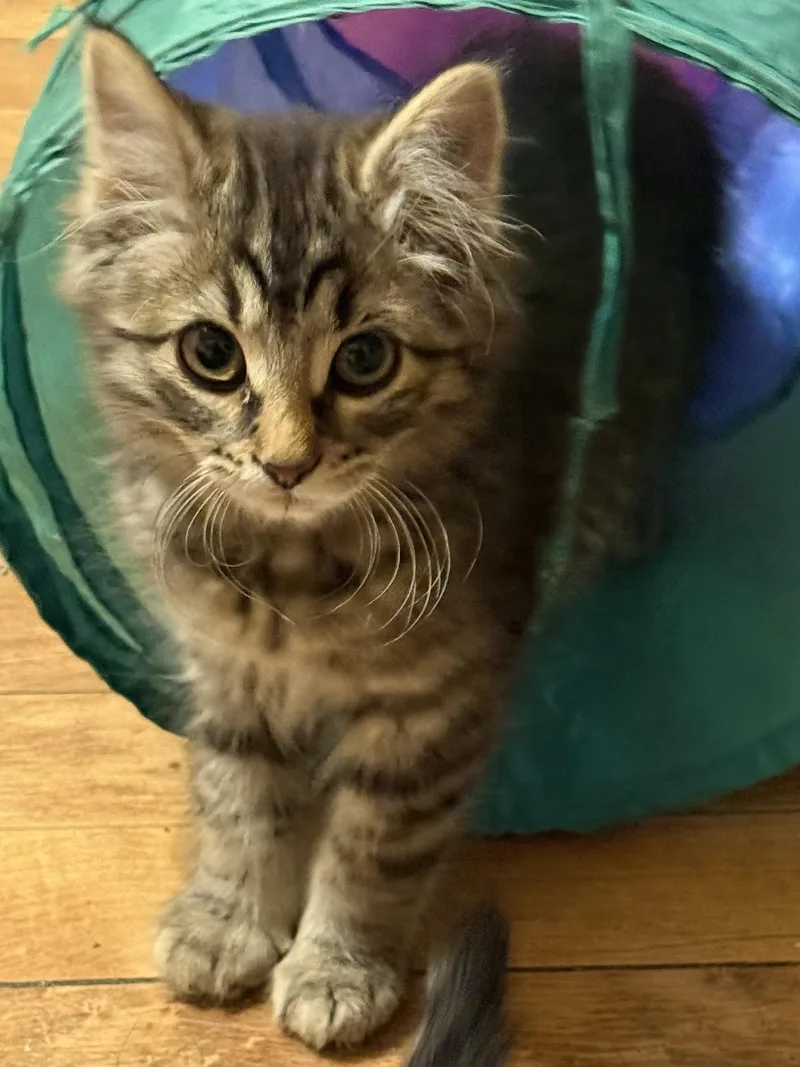 A baby small-sized female Tabby (Gray / Blue / Silver) Domestic Short Hair cat named Grace for adoption in Kenosha, WI