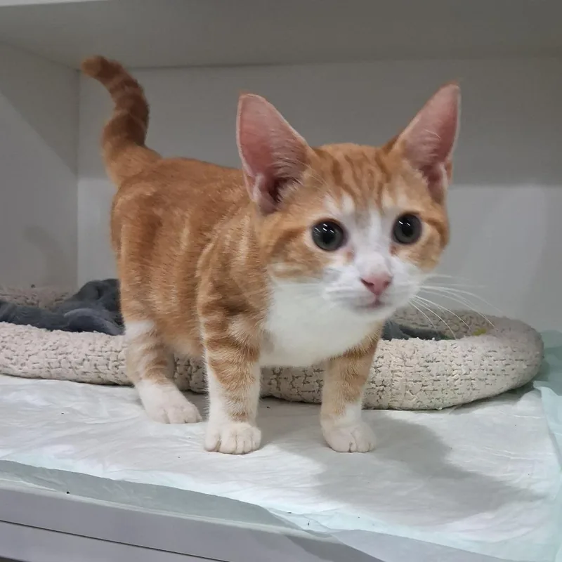 A baby small-sized male Domestic Short Hair cat named Gps for adoption in Elizabeth City, NC