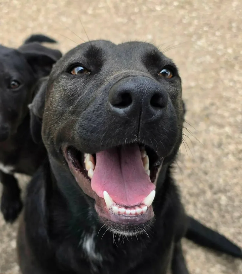 An adult medium-sized female Black Labrador Retriever dog named Tanzee for adoption in Salem, NH