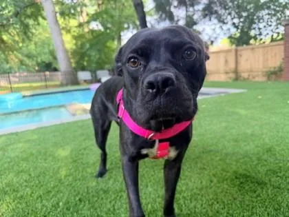 An adult large-sized female Mixed Breed dog named Lulusia for adoption in Chamblee, GA