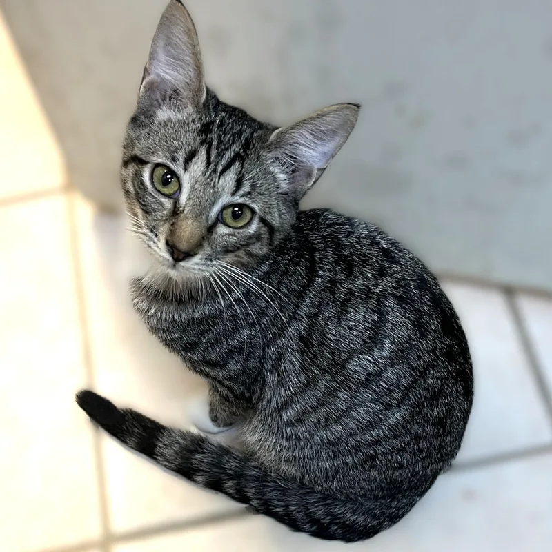 Maverick thumbnail 2