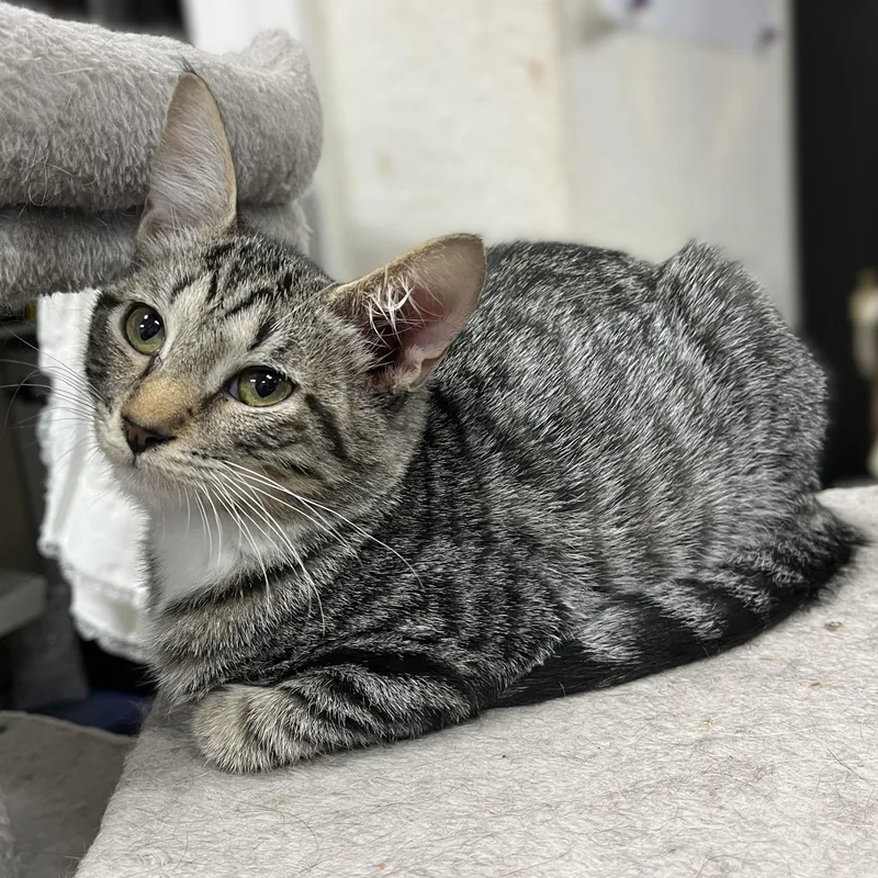 Maverick thumbnail 3