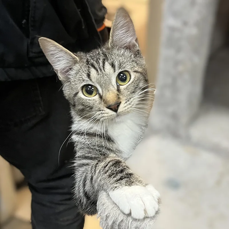 Maverick thumbnail 4