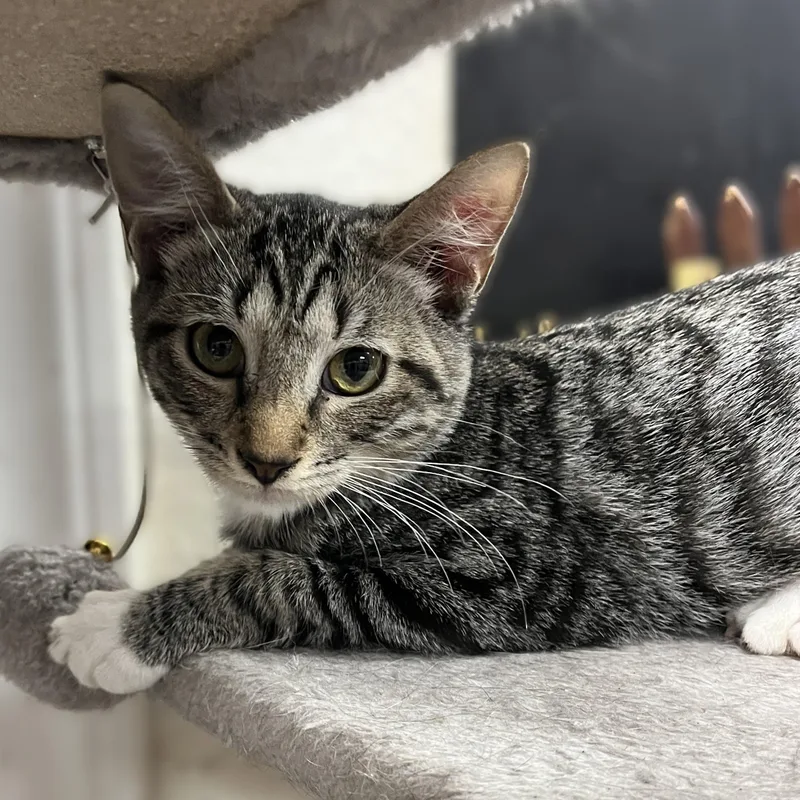 Maverick thumbnail 5