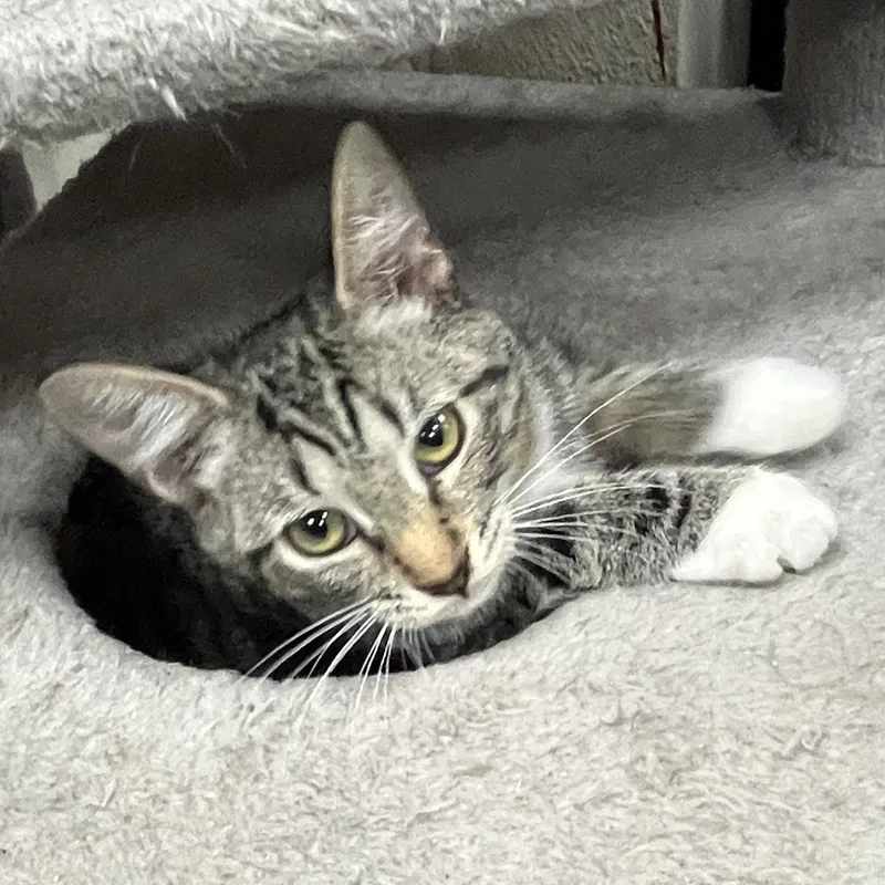 Maverick thumbnail 6