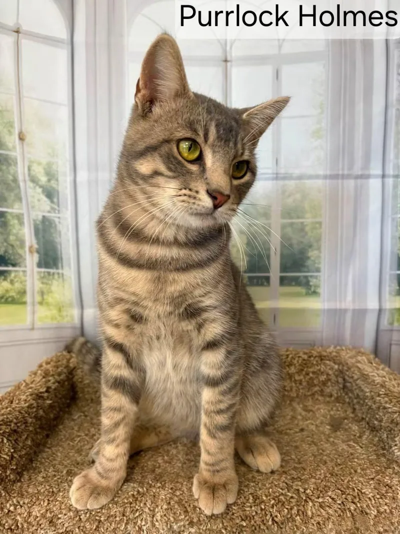An adult medium-sized male Domestic Short Hair cat named Purrlock Holmes for adoption in Aurora, NE