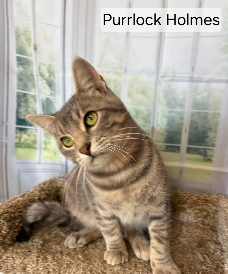 Purrlock Holmes thumbnail 3