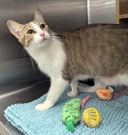 An adult medium-sized female Tabby (Brown / Chocolate) Tabby cat named Camille  Beautiful Affectionate for adoption in Plano, TX