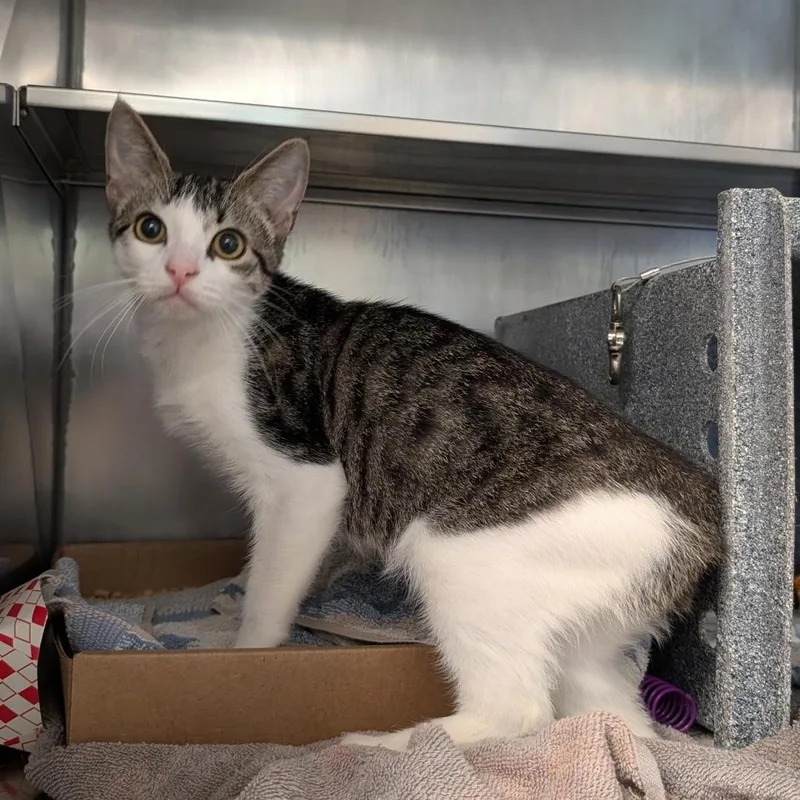 An adult medium-sized female Brown / Chocolate Domestic Short Hair cat named Blade for adoption in Birdsboro, PA