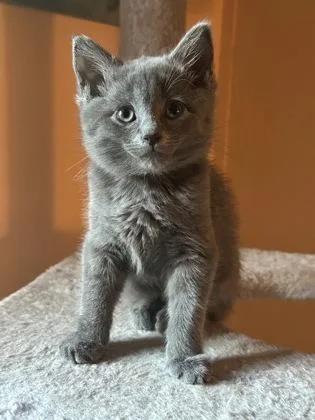 A baby small-sized male Domestic Short Hair cat named Aquamarine for adoption in West Chester, PA