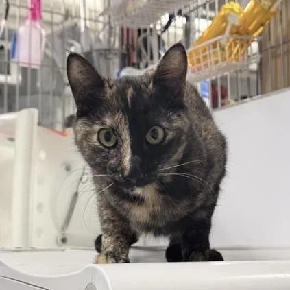 A young medium-sized female Tortoiseshell Domestic Short Hair cat named Elvira for adoption in New York, NY
