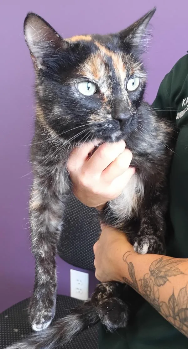 An adult medium-sized female Domestic Short Hair cat named Hazel for adoption in Salt Lake City, UT