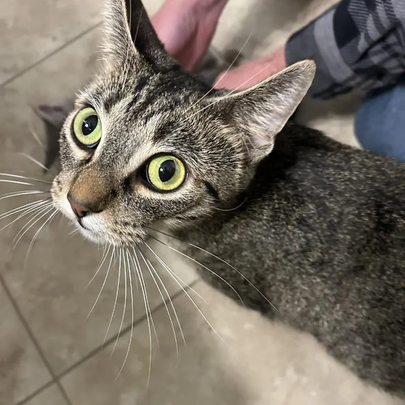 Miss Valentine thumbnail 3