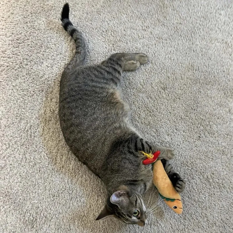 Miss Valentine thumbnail 4