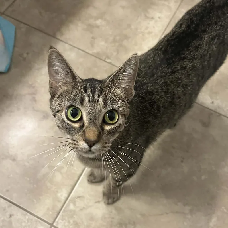 Miss Valentine thumbnail 5