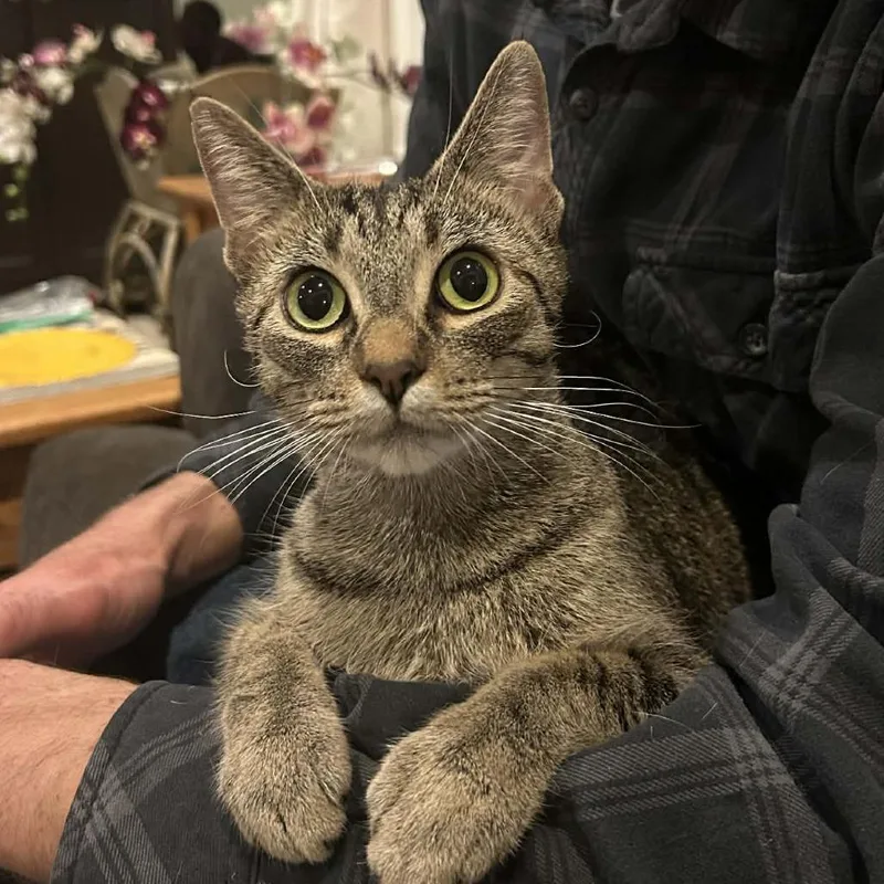 Miss Valentine thumbnail 6