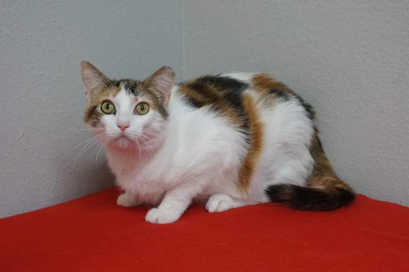 An adult medium-sized female Domestic Short Hair cat named Clawdia Ii for adoption in Fountain Hills, AZ