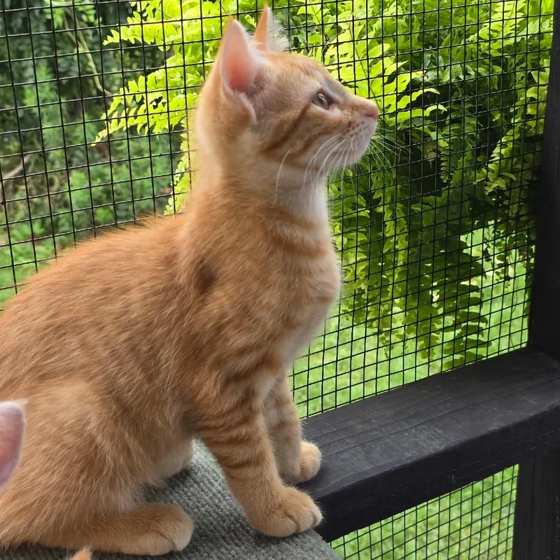 A baby small-sized male Orange / Red Domestic Short Hair cat named Caramel for adoption in Rochester, MN