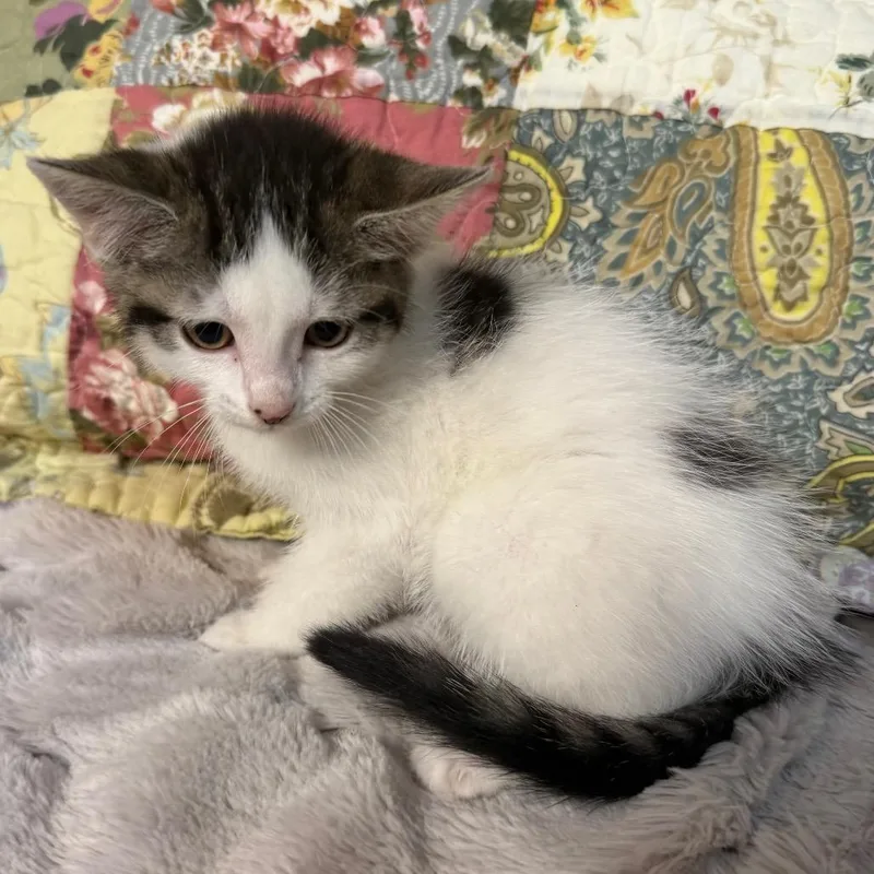 A baby small-sized female Domestic Medium Hair cat named Moo for adoption in Flower Mound, TX