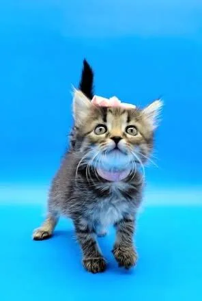 Pixel