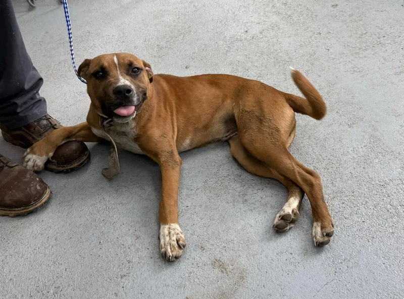 A young medium-sized female Brown / Chocolate Mixed Breed dog named Heidi for adoption in Leitchfield, KY