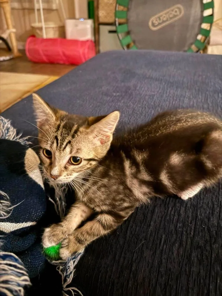 A baby small-sized female Domestic Medium Hair cat named Petunia Picklepants for adoption in Newnan, GA