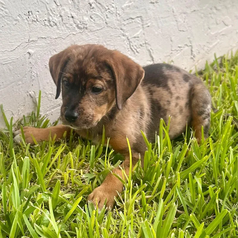 A baby medium-sized male Brown / Chocolate Australian Shepherd dog named Ranger Freedom for adoption in Fort Lauderdale, FL