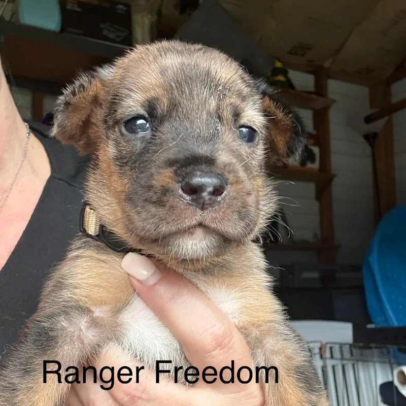 Ranger Freedom thumbnail 2