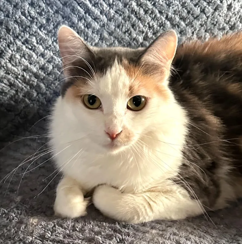 An adult medium-sized female Domestic Short Hair cat named Tollie for adoption in Phoenix, AZ
