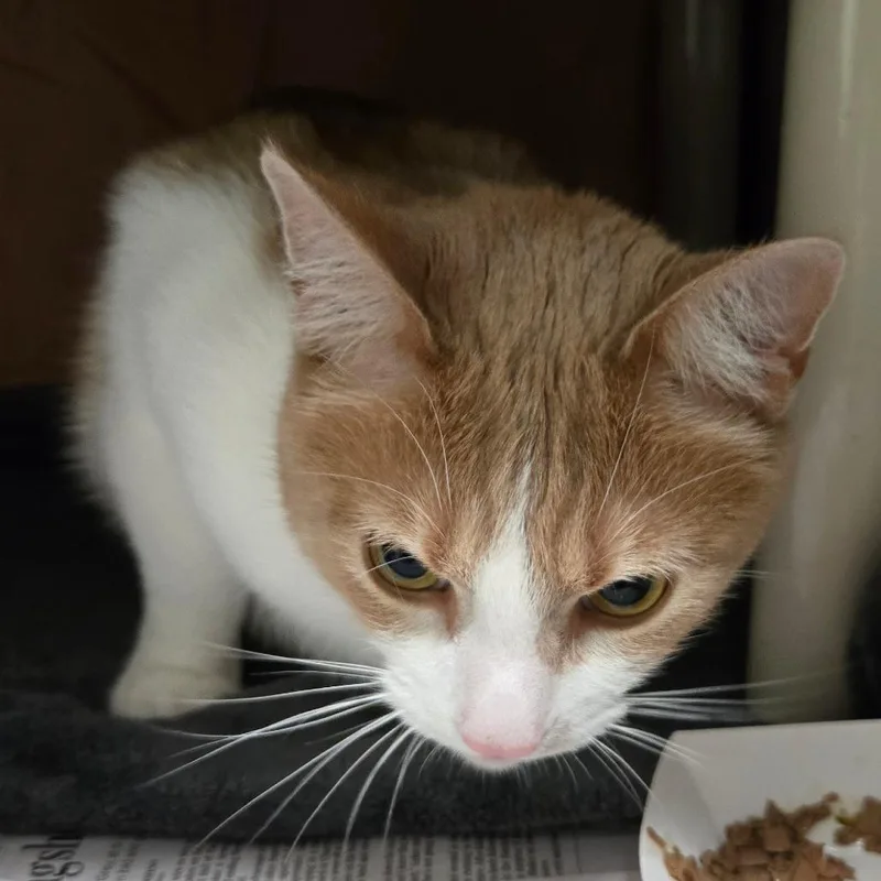 An adult large-sized male Domestic Short Hair cat named Yeti for adoption in Kennebunk, ME