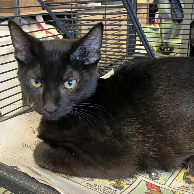 A baby medium-sized male Black Domestic Short Hair cat named Seth for adoption in Parma, OH