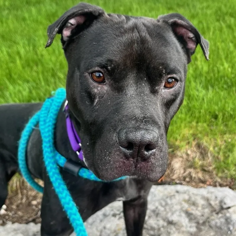 A young large-sized male Terrier dog named Marshall for adoption in North Syracuse, NY