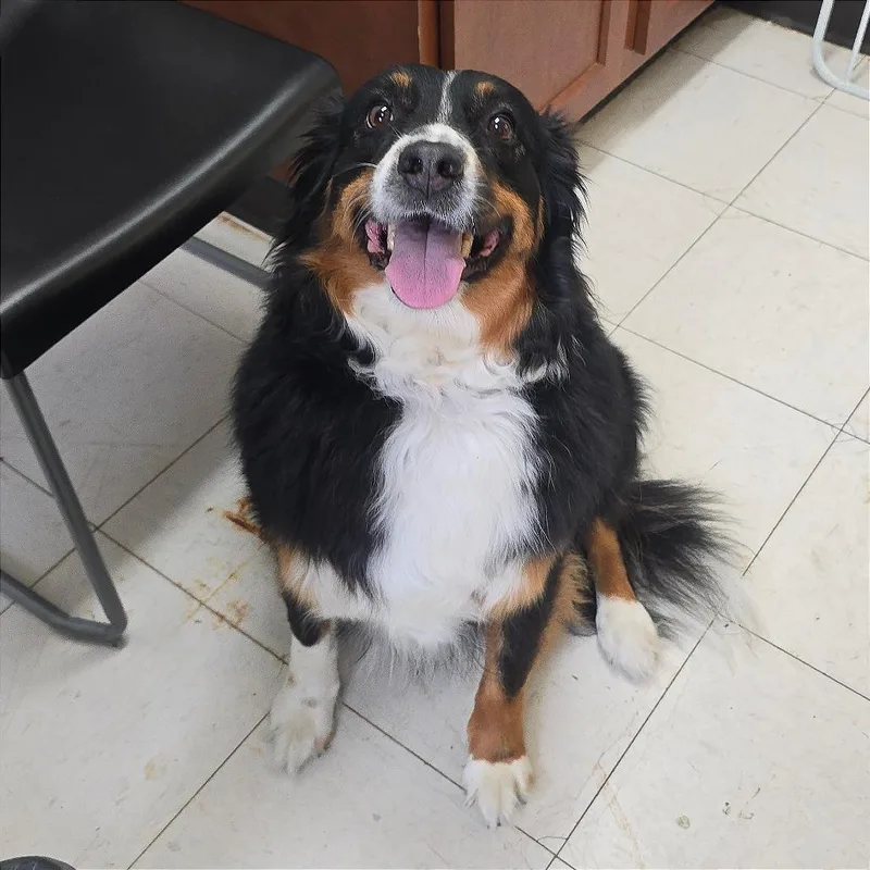 Bailey Ii thumbnail 2