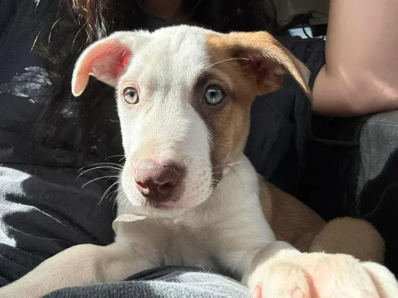 A baby small-sized male White / Cream Australian Cattle Dog / Blue Heeler dog named Raptor for adoption in Colorado Springs, CO