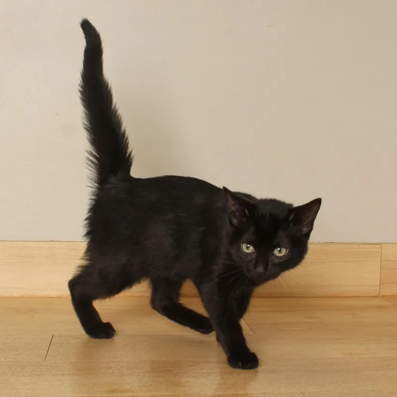 A baby medium-sized male Black Domestic Short Hair cat named Grebe C for adoption in Minnetonka, MN